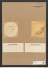 Campylodiscus limbatus Breb. (de-Toni-Nr.: Genus 57, Species 2509) Zeichnungen Sammlung Grunow Nr. 5018 (NHMW-BOT-W0373272)